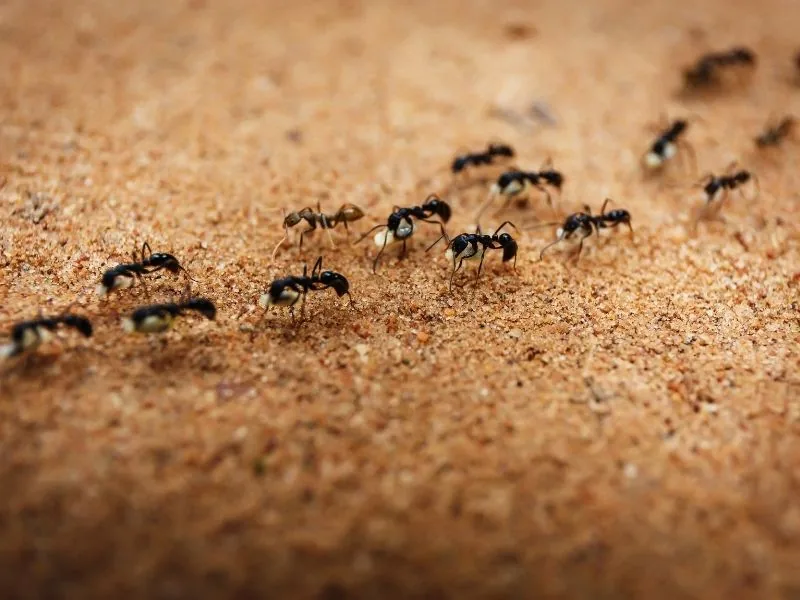 Ants on the ground — professional ant control in Marbella by MAPECO