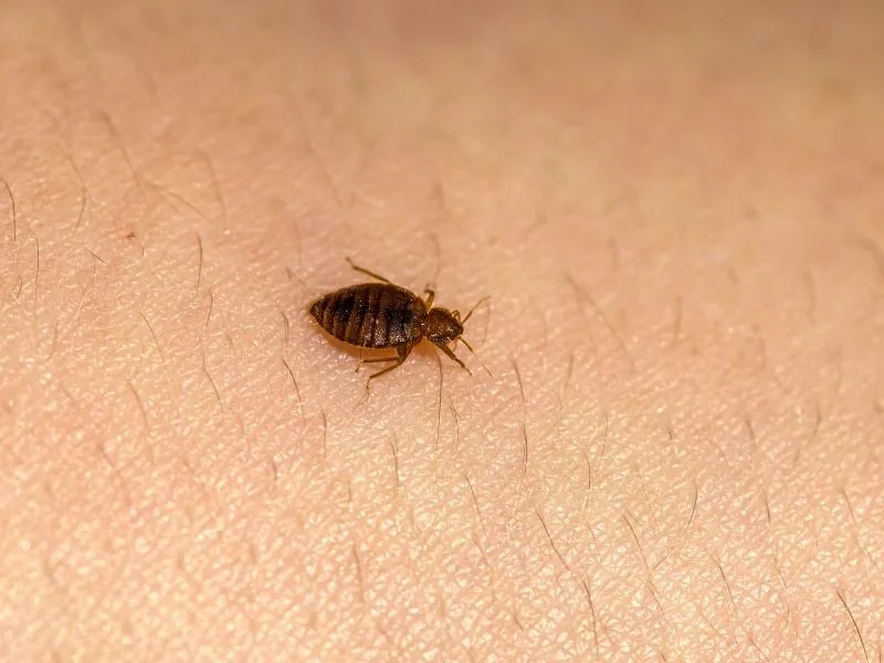 Bed bug on skin — discreet bed bug treatment in Marbella by MAPECO