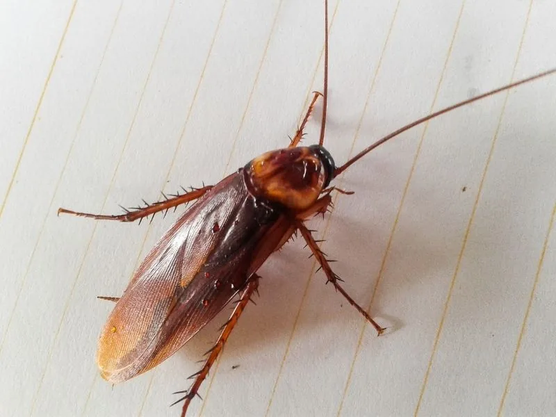 American cockroach — professional cockroach control in Marbella by MAPECO
