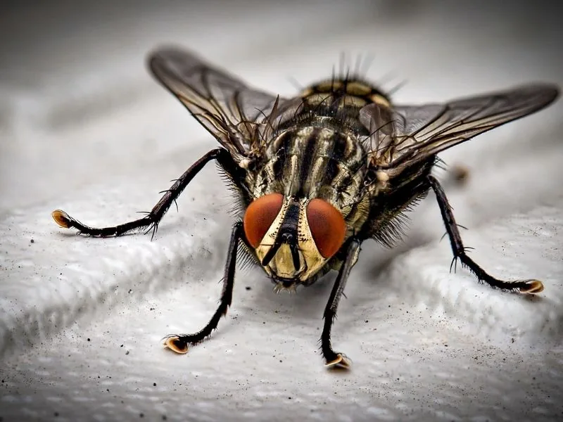 Housefly close-up — professional fly control in Marbella by MAPECO