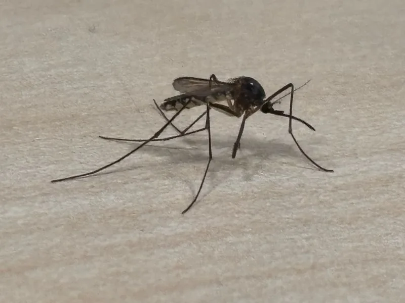 Mosquito close-up — mosquito control and fogging in Marbella by MAPECO
