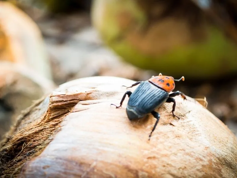 Red palm weevil on a palm — red palm weevil treatment in Marbella by MAPECO