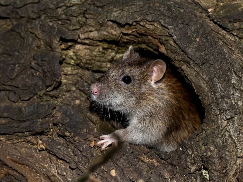Rat at a burrow entrance — rat and mouse control in Marbella by MAPECO