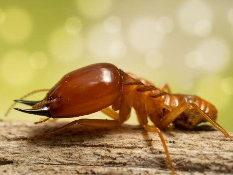 Termite close-up — termite inspection and treatment in Marbella by MAPECO