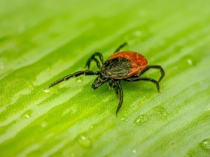 Tick on a leaf — tick control for gardens and pets in Marbella by MAPECO
