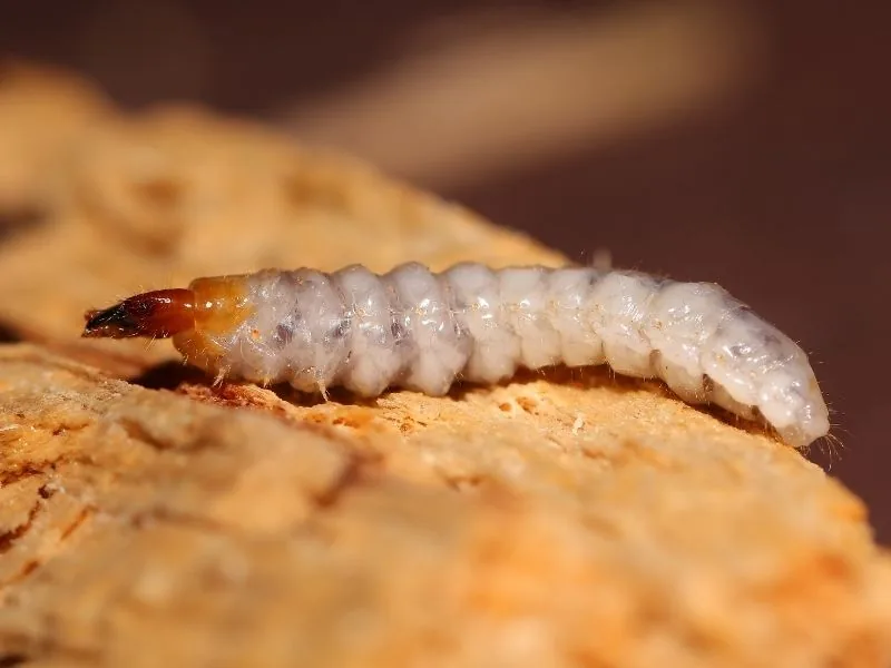 Woodworm larva in timber — woodworm treatment in Marbella by MAPECO