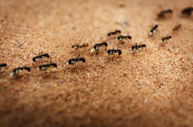 ants pest control ants pest control