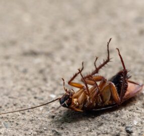 cockroaches pest control cockroaches pest control