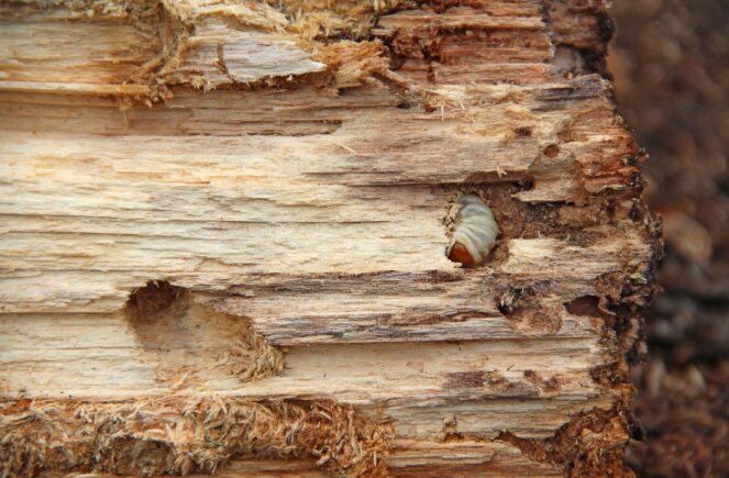 woodworm